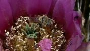 PICTURES/Gallery2/t_Cactus Flower & Bee (213).JPG